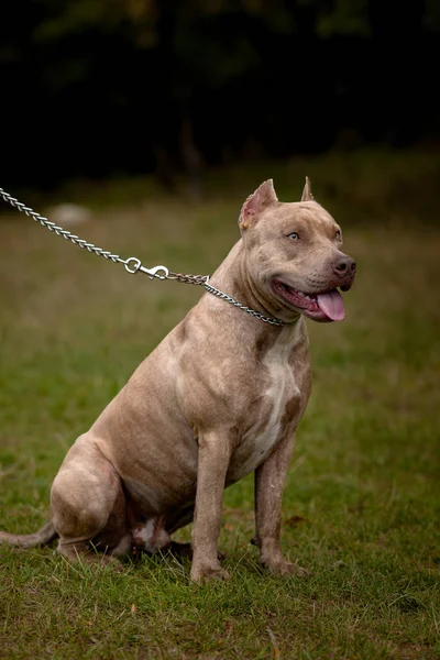 Herbst Hintergrund mit grauem Pitbull Terrier — Stockfoto