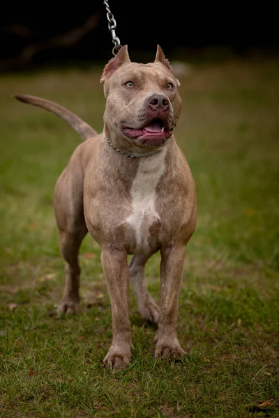 Podzimní pozadí s šedým pitbulteriérem — Stock fotografie