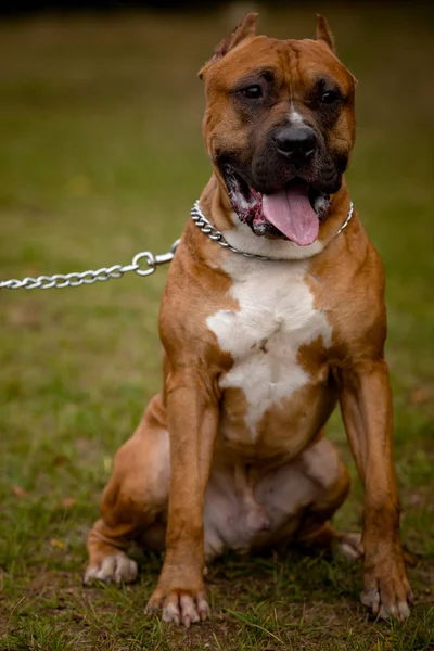 Fondo de otoño con Pit Bull Terrier rojo — Foto de Stock