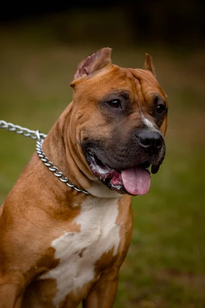 Fondo autunnale con rosso Pit Bull Terrier — Foto Stock
