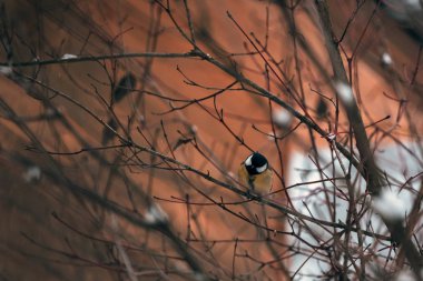 Bir ağaç gövdesine konmuş renkli büyük meme..