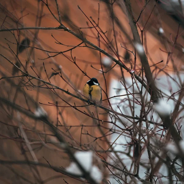 Grand nichon coloré perché sur un tronc d'arbre . — Photo