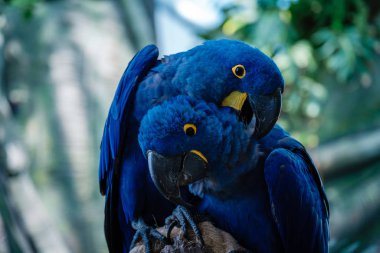 Parkta bir çift mavi sümbül papağanı.