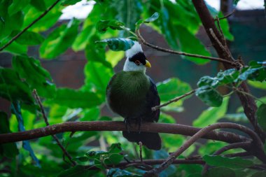 Parkta beyaz başlı güzel bir tropikal kuş