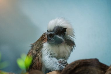 Küçük beyaz kafalı maymun yeşil ormanda