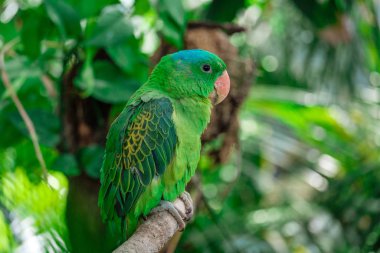 Dalda oturan mavi taçlı yeşil papağan. .
