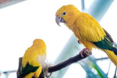 Yeşil Dubai Gezegeni 'nde tropik sarı kuş