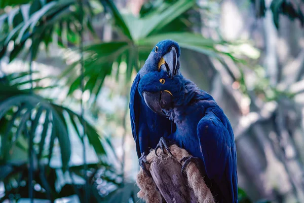 Couple of Blue Hyacinth macaw parrot in park