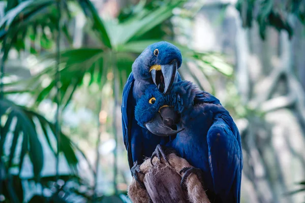 Couple of Blue Hyacinth macaw parrot in park