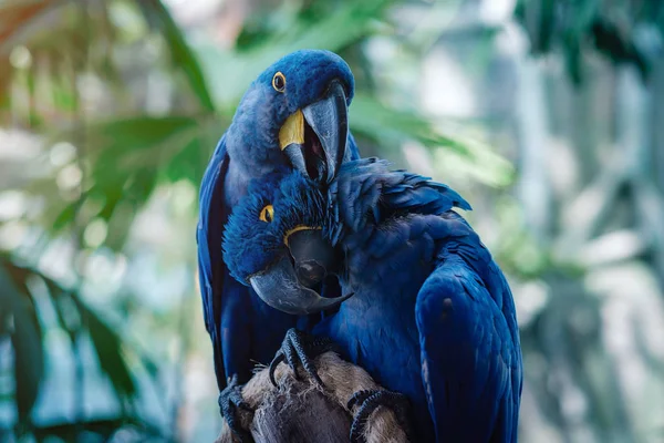 Pareja de loro loro jacinto azul en el parque — Foto de Stock