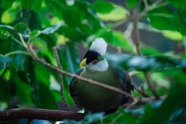 Beautiful tropical bird with a white head in the park