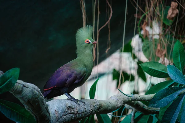 L'oiseau vert turaco dans le parc vert — Photo