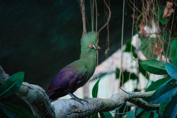 El pájaro verde del turaco en el parque verde — Foto de Stock