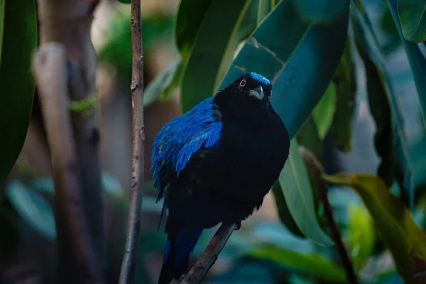 Asiatischer Elfen-Blauvogel auf den Ästen im Dschungel. — Stockfoto