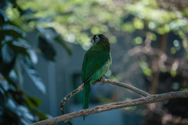 O papagaio verde azul-coroado que se senta no ramo  . — Fotografia de Stock