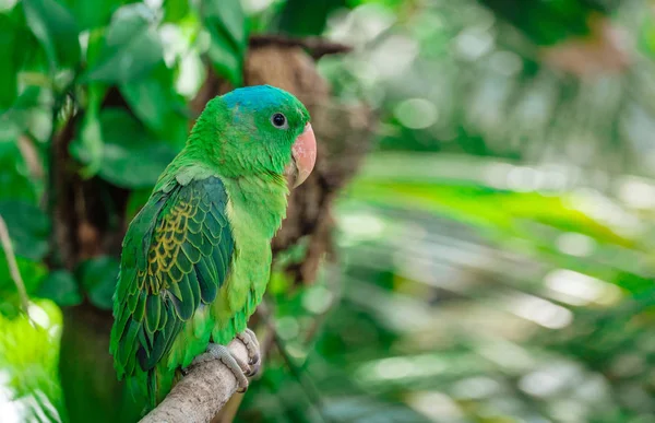 Niebieskokoronowana zielona papuga siedząca na gałęzi . — Zdjęcie stockowe