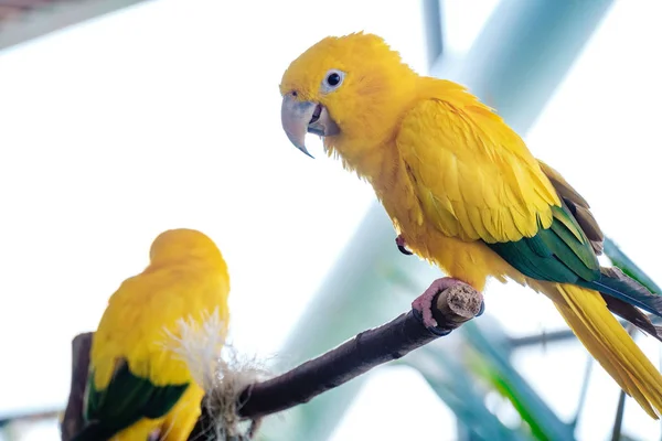 Tropical yellow bird in the Green Planet Dubai