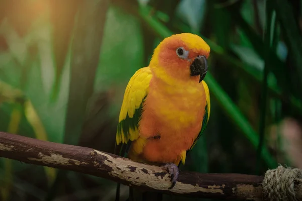 Tropical yellow bird in the Green Planet Dubai