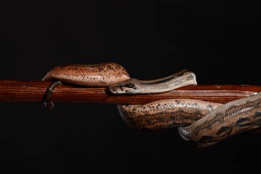 Royal Python, veya Ball Python Python Rejimi, stüdyo