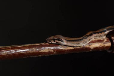 Royal Python, veya Ball Python Python Rejimi, stüdyo