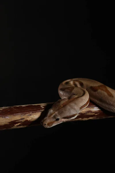 Royal Python, ou Ball Python Python regius, studio — Photo