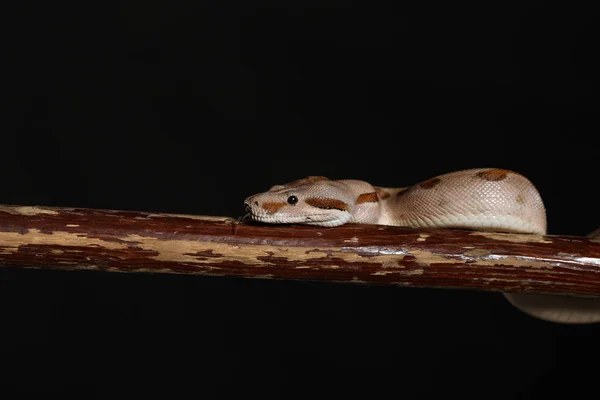 Royal Python lub Ball Python Python regius, studio — Zdjęcie stockowe