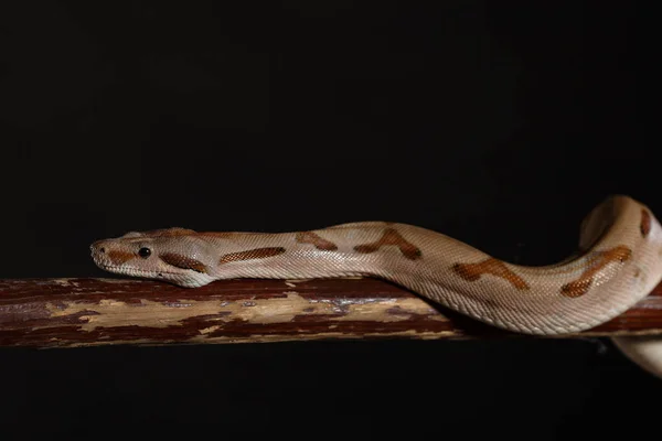 Royal Python, ou Ball Python Python regius, studio — Photo