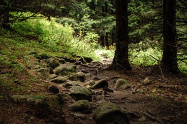 Arka planda güneş ışınları ile yeşil bir sisli ormandaki orman yolu.