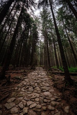 iğne yapraklı orman dağlarda taş yol