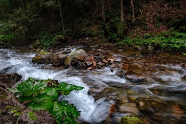 Polonya 'daki High Tatras Ulusal Parkı' ndaki dağ deresi