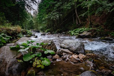 Polonya 'daki High Tatras Ulusal Parkı' ndaki dağ deresi