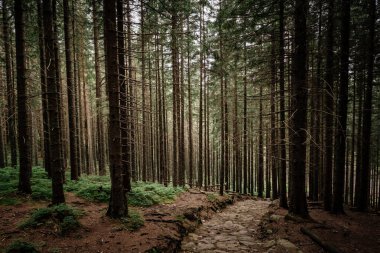 iğne yapraklı orman dağlarda taş yol