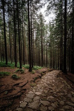 iğne yapraklı orman dağlarda taş yol