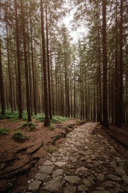 iğne yapraklı orman dağlarda taş yol