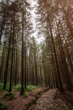 iğne yapraklı orman dağlarda taş yol