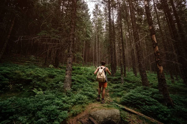 Retrato de primer plano del senderismo joven, mirando hacia los árboles . —  Fotos de Stock