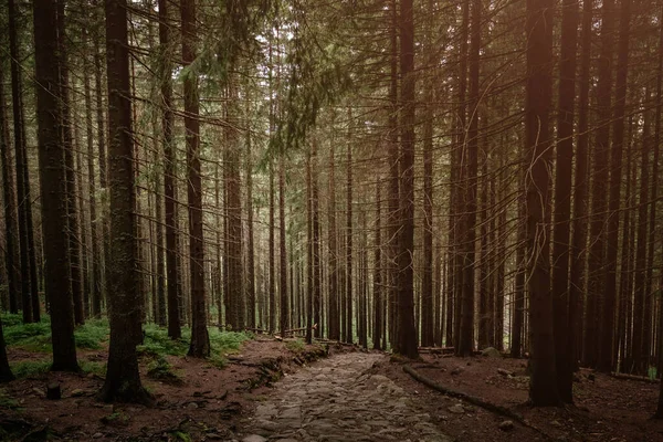 Stone road in a coniferous forest in the mountains — Stock Photo, Image