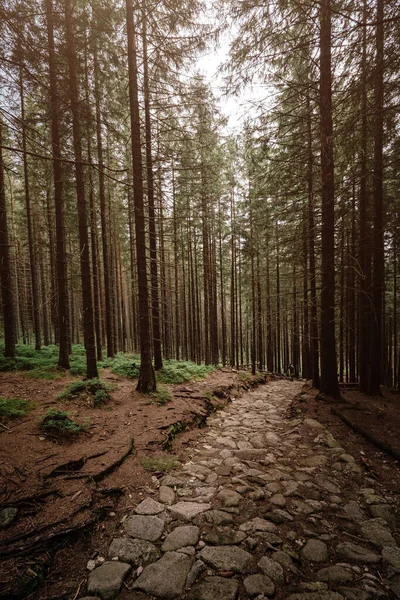 Stenen weg in een naaldhout bos in de bergen — Stockfoto