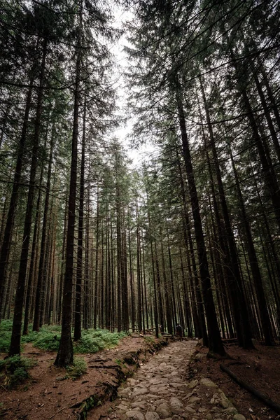 Stone road in a coniferous forest in the mountains — Stock Photo, Image