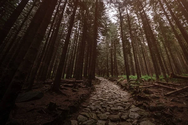 Stenen weg in een naaldhout bos in de bergen — Stockfoto