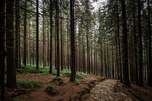 Stenen weg in een naaldhout bos in de bergen — Stockfoto