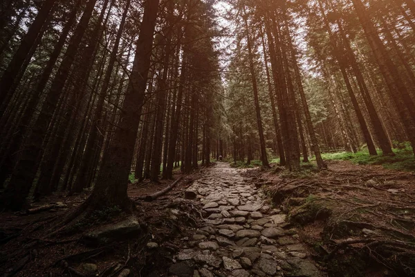 Stenen weg in een naaldhout bos in de bergen — Stockfoto