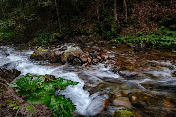 Polonya 'daki High Tatras Ulusal Parkı' ndaki dağ deresi