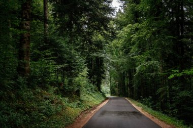 Yaz ya da bahar ormanlarında yol