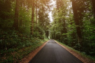 Yaz ya da bahar ormanlarında yol