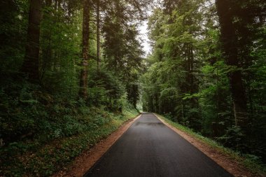 Yaz ya da bahar ormanlarında yol