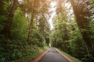 Yaz ya da bahar ormanlarında yol