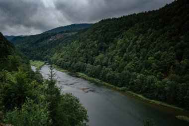 Misty River Yazın yeşil bir ormanın içinden