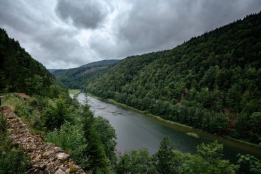 Misty River Yazın yeşil bir ormanın içinden