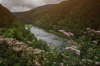 Misty River Yazın yeşil bir ormanın içinden